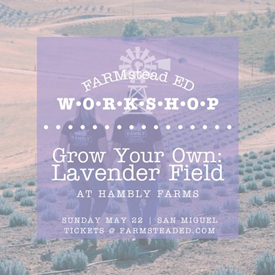 Grow Your Own: Lavender Field