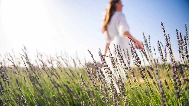 Image: Grow Your Own Lavender Garden At Hambly Farms