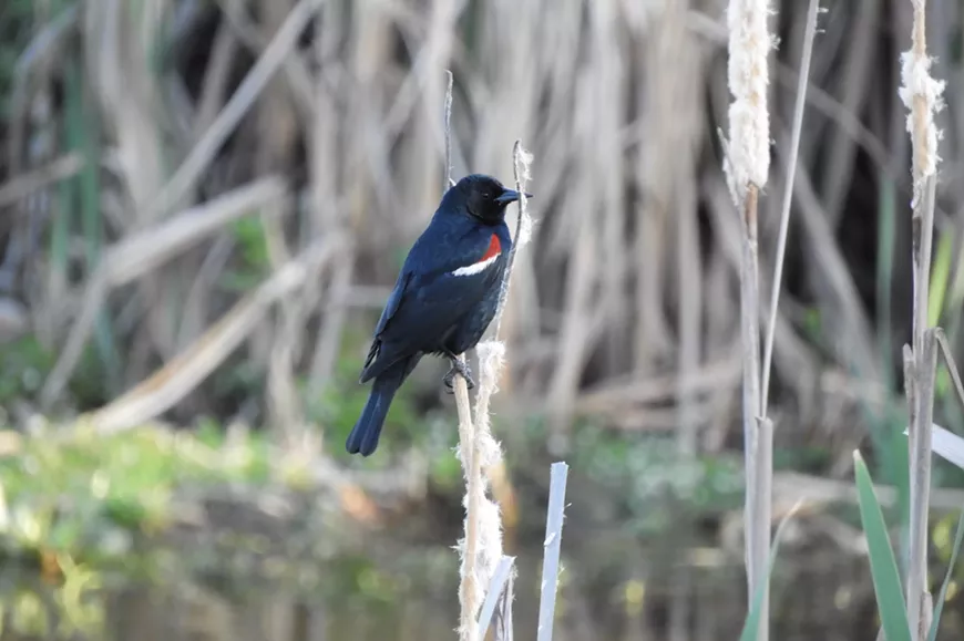 Adult male Tricolored Blackbird