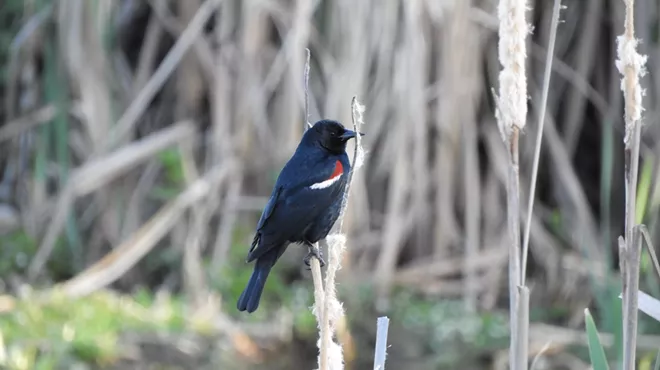 Image: MCAS Zoom Community Program: The Triennial Tricolored Blackbird Survey, Edition 2025