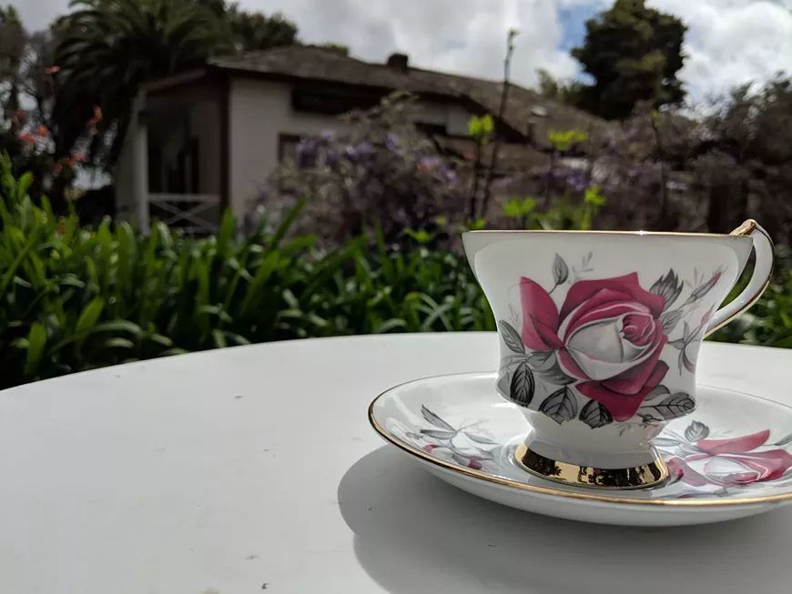 teacup.webp
