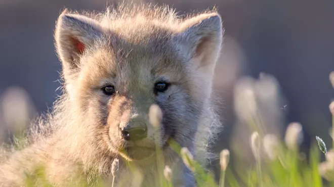 Image: National Geographic LIVE with Ronan Donovan: Social by Nature