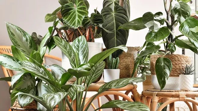 Image: Plant Bingo with Peaceful Plants