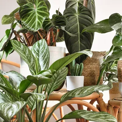 Image: Plant Bingo with Peaceful Plants