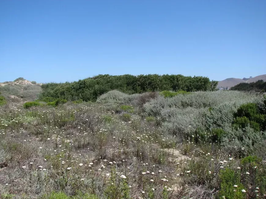 Restored habitat