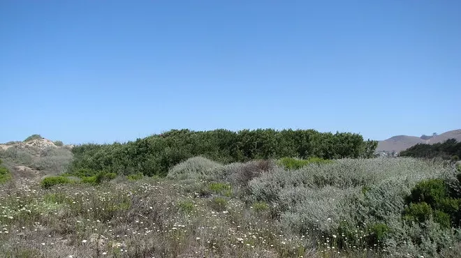 Image: Restoring Native Habitat: Examples from California's Central Coast
