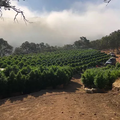 Image: Santa Barbara County Sheriff&rsquo;s Office locates unlicensed grow in Tepusquet