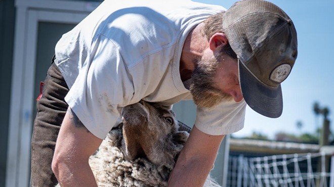 Sheep Shearing Shindig