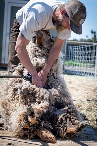 Sheep Shearing Shindig