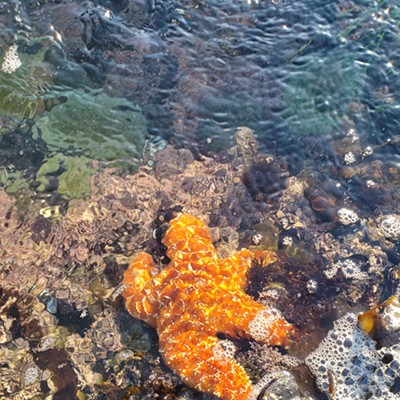 Snapshot Cal Coast: Sea Star Bioblitz
