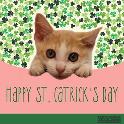 Celebrate St. Catrick's Day and send a kitten gift to Woods Humane Society's virtual Kitten Shower