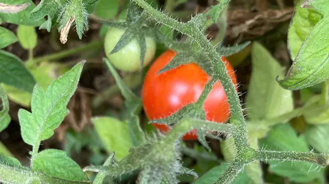 Image: Successfully Growing Tomatoes