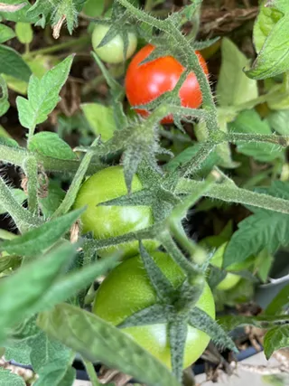 Image: Successfully Growing Tomatoes