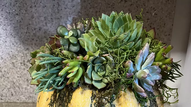 Image: Succulent Pumpkins
