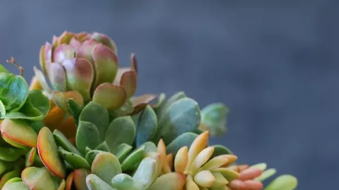 Image: Succulent Pumpkins