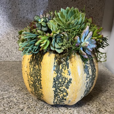 Create a succulent pumpkin!