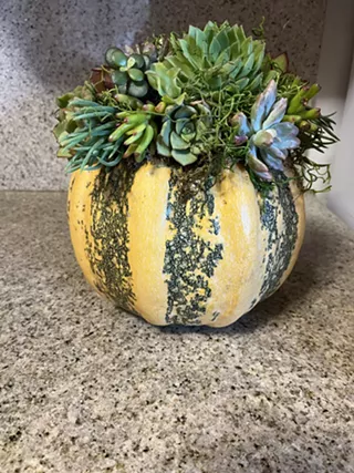 Image: Succulent Pumpkins