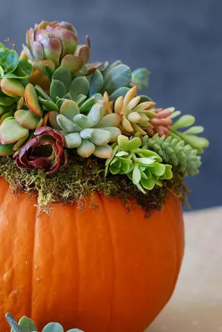 Image: Succulent Pumpkins