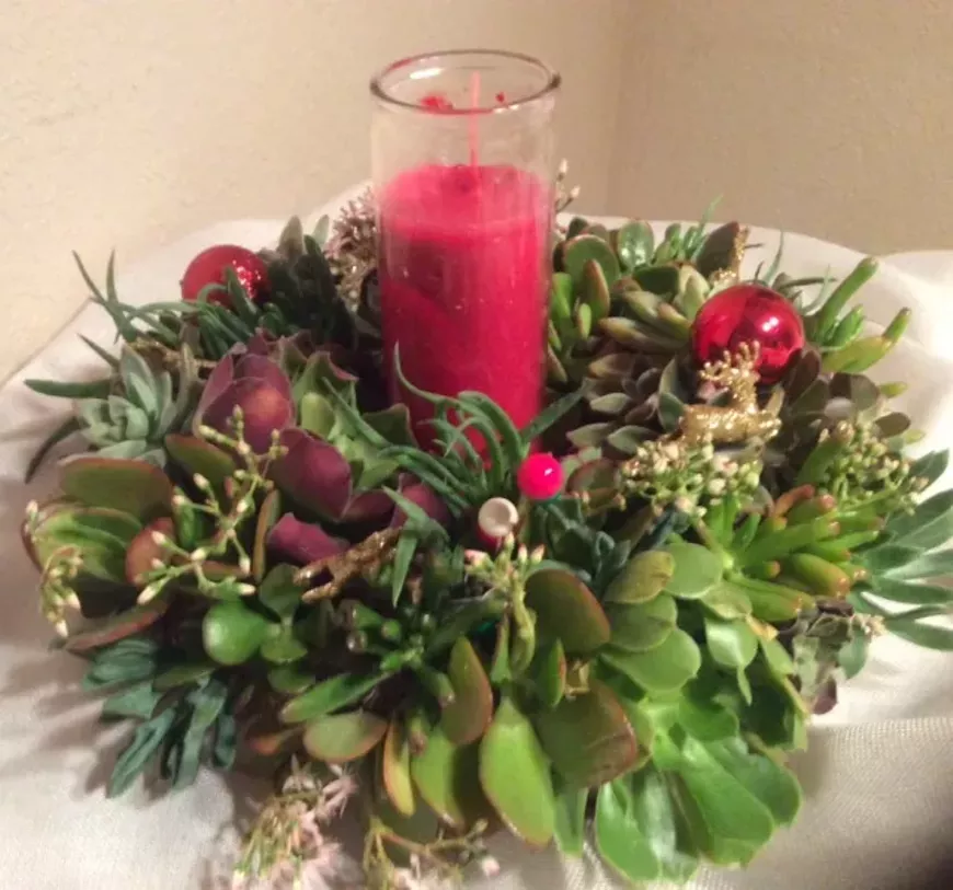 Create with succulents
