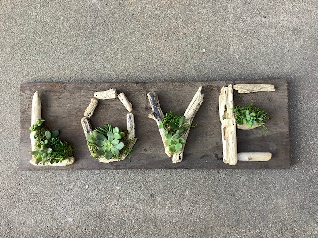 Create a driftwood and succulent hanging