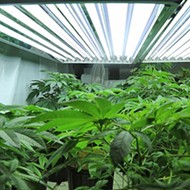 County greenlights Edna Valley cannabis greenhouse near school