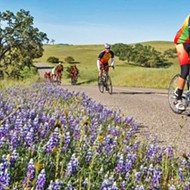 Delayed due to COVID-19, the 12th annual Tour of Paso bike race will be held on Nov. 1