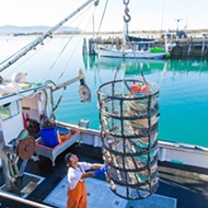 Dungeness crab fishing season ends four weeks early