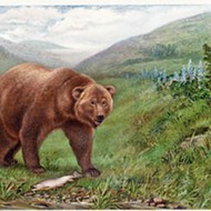 New Morro Bay exhibit explores the history of the California grizzly bear