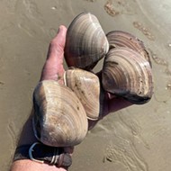 Clam poaching tops Fish and Wildlife-related crimes in SLO County
