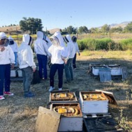 The buzz on beekeeping