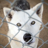 Public awareness group Wolf Hybrid Adoption and  Rescue is a discreet haven for wolf-dog mixes in Paso Robles