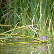 SLO Beaver Brigade celebrates the semiaquatic rodent's contributions to local ecosystems on Feb. 10 in Atascadero