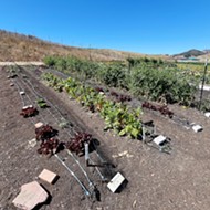 Firstfruits Farm grows, distributes fresh produce to SLO County food pantries