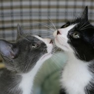 Adopt a cat or kitten July 19 or 26 outside PETCO in SLO Town!