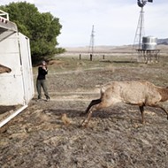 Current repopulation efforts are helping the tule elk population jump by leaps and bounds