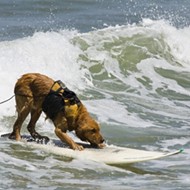 Doggie paddle