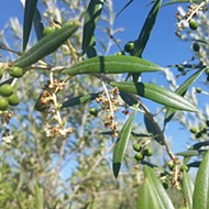 One Templeton grower's journey from city life to olive oil bliss culminates at The Groves on 41