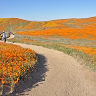 A trip to Southern California's infamous poppy preserve really puts people into perspective