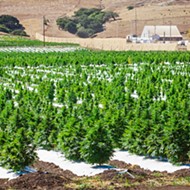 Uneven harvest: Few growers survived SLO County's hemp moratorium this year