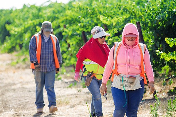 ESSENTIALLY NOT HELPED The pandemic continues to affect farmworkers throughout California, including the Central Coast, as the population experiences job loss, heightened fears of contracting the virus, and economic burdens. - FILE PHOTO BY JAYSON MELLOM