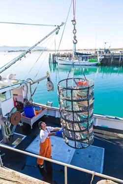 Dungeness crab fishing season ends four weeks early