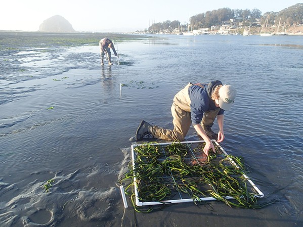 REPLANTING The Morro Bay National Estuary Program hired Tenera Environmental Inc. to support eelgrass restoration efforts in 2021. Staff transplanted eelgrass into 1-meter plots along the main tidal channel in Morro Bay, and those plots are expected to expand over time to increase eelgrass habitat. - PHOTO COURTESY OF CAROLYN GERAGHTY
