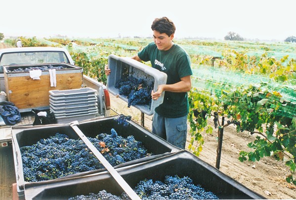 WHERE IT ALL BEGAN Aaron Jackson sourced petite sirah grapes from Paso Robles for his inaugural 2002 vintage. Today, his Aaron label remains petite-sirah-focused, with varying blends of grenache, syrah, mourv&egrave;dre, cabernet sauvignon, and petit verdot. - PHOTO COURTESY OF CAYUCOS CELLARS