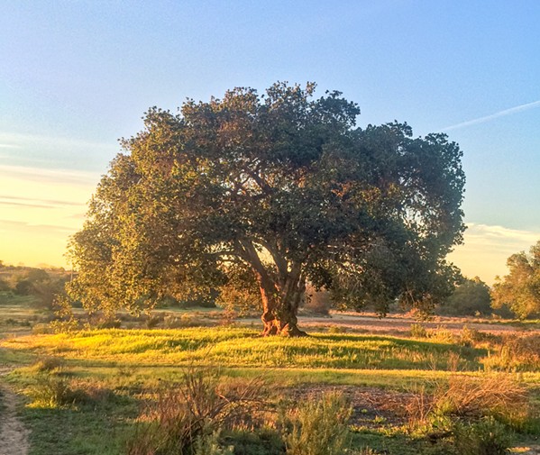 LAND-USE QUESTION A project proposed in Nipomo would cut down thousands of oak trees to make way for about 1,200 homes. - COVER PHOTO BY CAMILLIA LANHAM