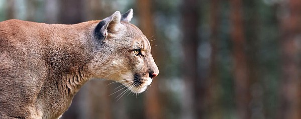 Mountain Lion Sightings