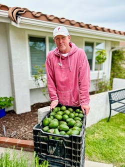 FROM TREE TO TABLE Chef Ryan Fancher goes through about eight cases of avocados per week. He selects a healthy percentage from Ocean Breeze Farms for use in Hotel SLO's three restaurants. Current standout dishes include lobster-stuffed avocado, yellowfin tuna sashimi, Dungeness crab salad, and an elevated guacamole. - PHOTO COURTESY OF HOTEL SLO