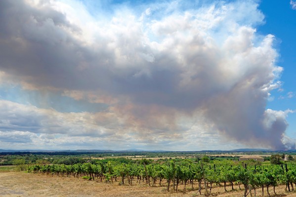 TAINTED? New federal legislation introduced by a trio of West Coast senators aims to help vineyards and wineries affected by wildfires. - PHOTO FROM ADOBE STOCK