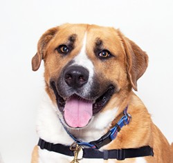 FOREVER FRIEND Adult dogs (like Monch, pictured here) are readily available to be anyone's next adventure buddy thanks to the special promotion running from July 7 to 17. - PHOTO COURTESY OF WOODS HUMANE SOCIETY
