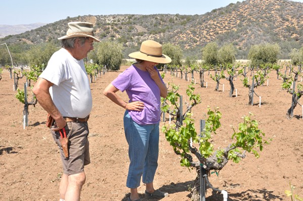 MAINTAIN THE BASIN Small farms, like Roberta Jaffe's Condor's Hope Vineyard, face losing groundwater rights as Bolthouse Farms and Grimmway Farms filed an adjudication against Cuyama residents in 2021. - FILE PHOTO BY CAMILLIA LANHAM