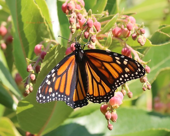 FLOWER POWER The Western monarch butterfly faces challenges from the climate and humanity, and events like Through the Eyes of a Monarch are designed to shine a light on how important habitat protection is. - COURTESY PHOTO BY VICKI MORROW